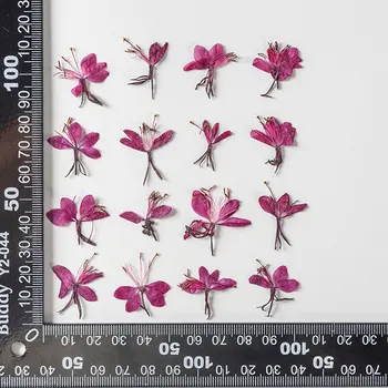 Gaura Preslenmiş Çiçek Hediyeler İçin Orijinal Renk DIY El Yapımı Takı 120 Adet Ücretsiz Gönderi