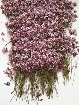 60 adet Preslenmiş Kurutulmuş Fuşya Polygonum Çiçek Bitki Herbaryum Yüz Makyaj Takı Fotoğraf Çerçevesi telefon kılıfı İmi DIY