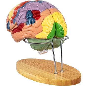 Insan Beyin Modeli Anatomisi 4 Parçalı Modeli Beyin Öğretim İnsan Beyni Bilim Sınıf Çalışma vitrin modeli