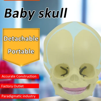 Yaşam Boyutu Fetal Kafatası Modeli Bebek Kafa Çocuk Kafatası Anatomisi Fetus İskelet Hareketli Çene Tıbbi öğretim aracı Anatomik Modeli