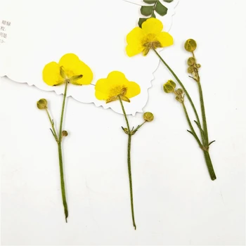6-9cm/16 adet,Doğal renk Preslenmiş buttercup kök, Ebedi çiçek DIY İmi Hediye Kartı, noel şamdan dekorasyon